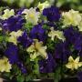 Seminte profesionale Petunia grandiflora- Petunia de gradina - imagine 48954